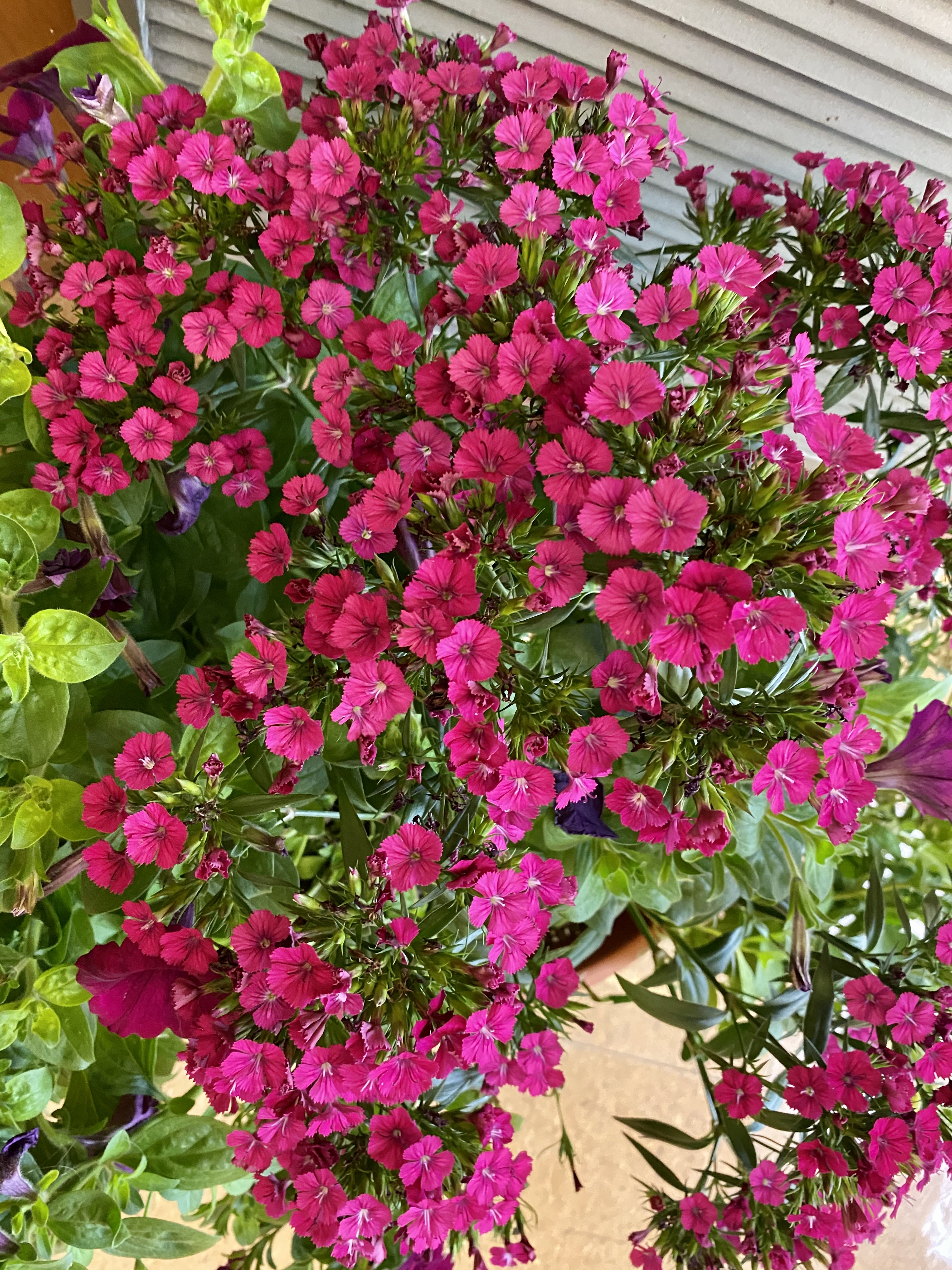 Think pink 